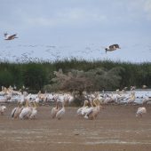  Lake Manyara, TZ